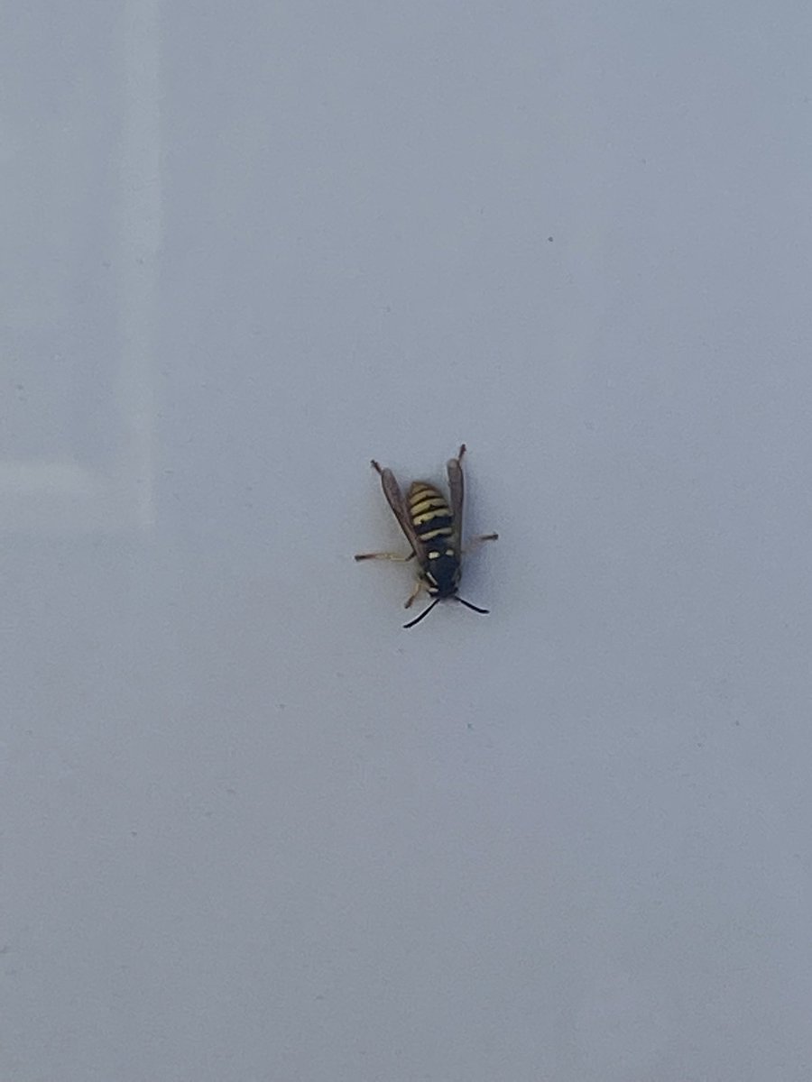WilliamReilly80's tweet photo. Spotted at Erris Head Loop Walk Car Park @TidyBelmullet @KarinaEcology is this a bee or a wasp? https://t.co/cCwDbfGOW0
