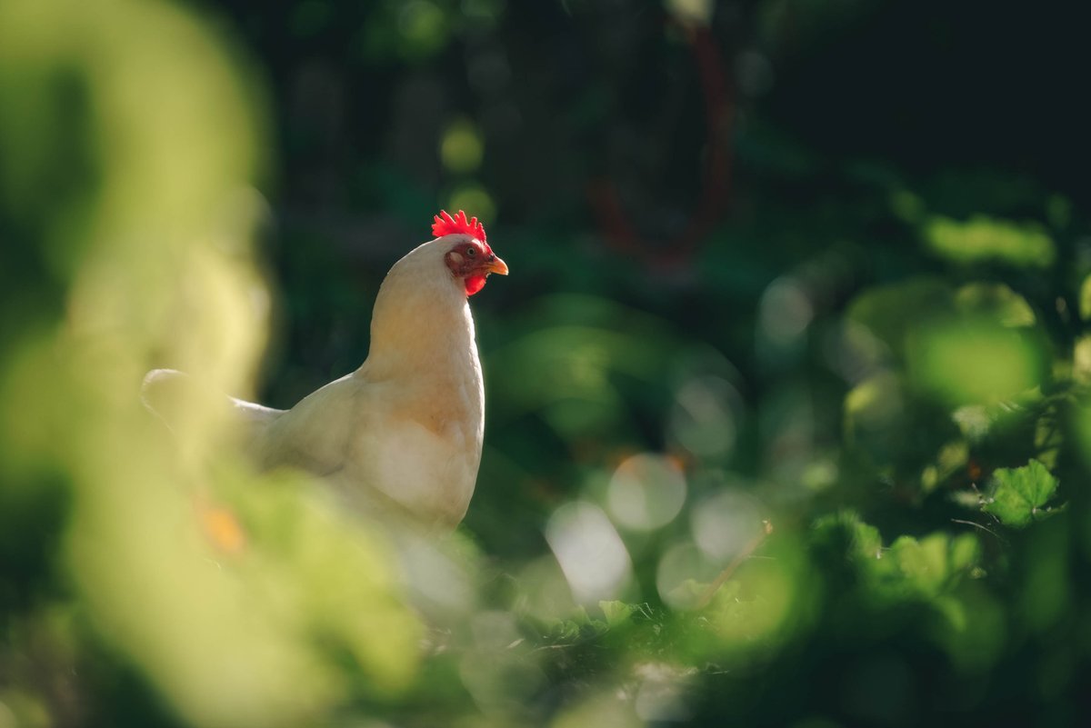 Ephemeral_Shot's tweet photo. Le hice una sesión de fotos a Catalina la gallina. https://t.co/AHDtAmmHPh