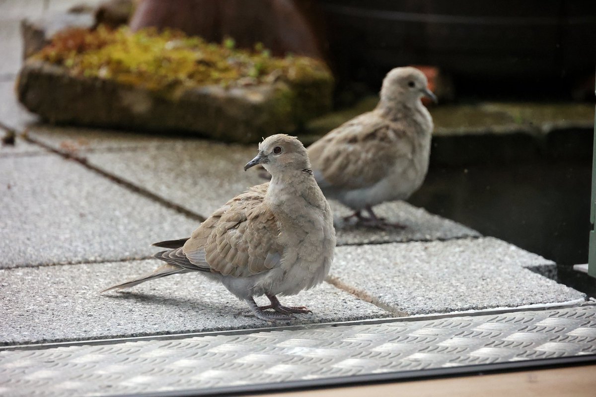 snug within tweet media