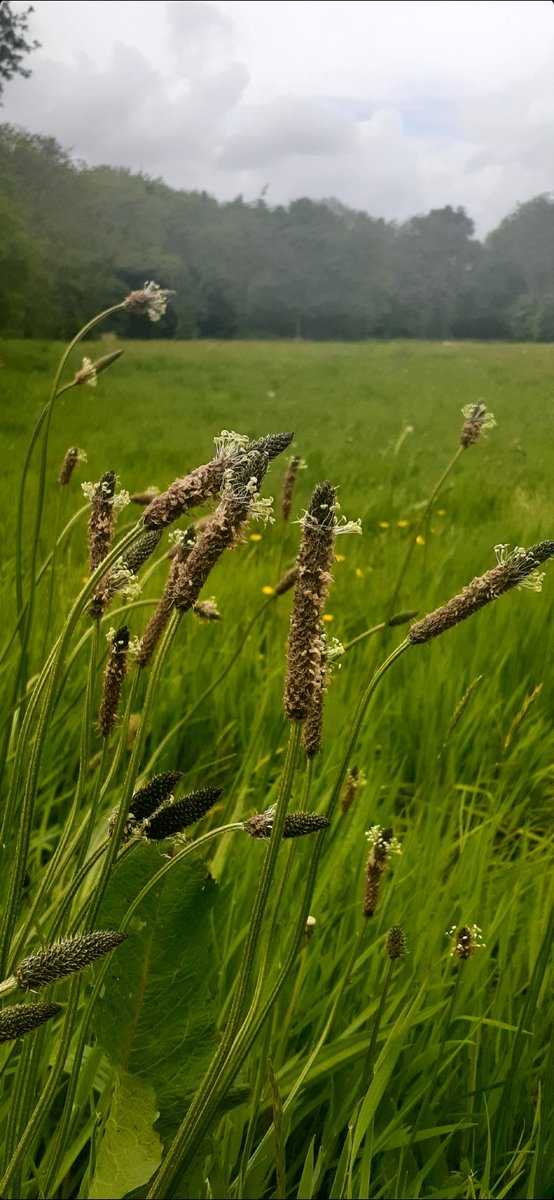 Some ribwort plantain appreciation on one of my last walks around this fine stretch of Cork 🌿 #Plantaginaceae