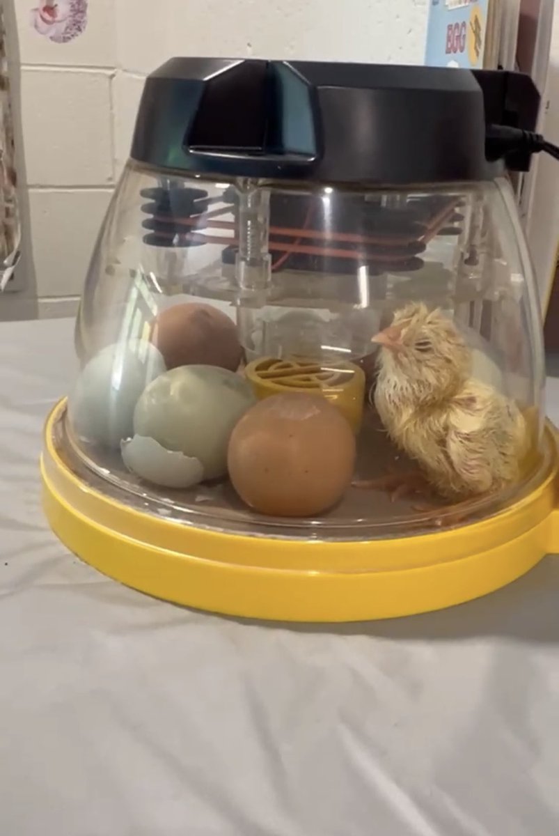 mrsstrickerNR's tweet photo. It’s hatching day!! 🐣#norobears https://t.co/WY0Uibnjuy