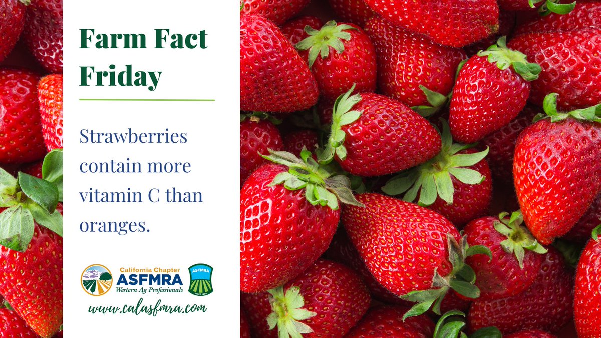 calasfmra's tweet photo. It's #strawberry season!
#calasfmra #asfmra #farmfact #FarmFactFriday #funfact #californiaagriculture #californiastrawberries #strawberryseason #californiafruit #strawberryfact #strawberryfacts #strawberryfarmer https://t.co/DMKywHy57k