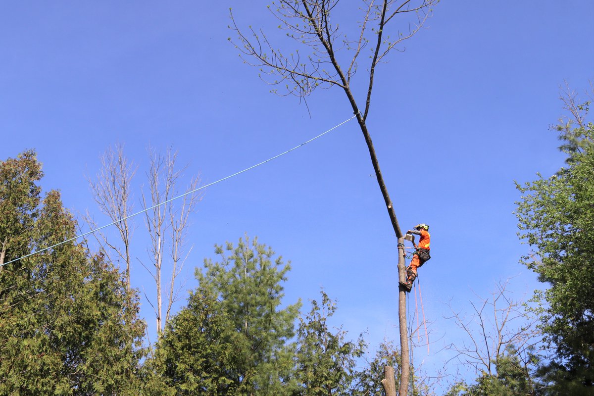 TreescapeCA tweet media