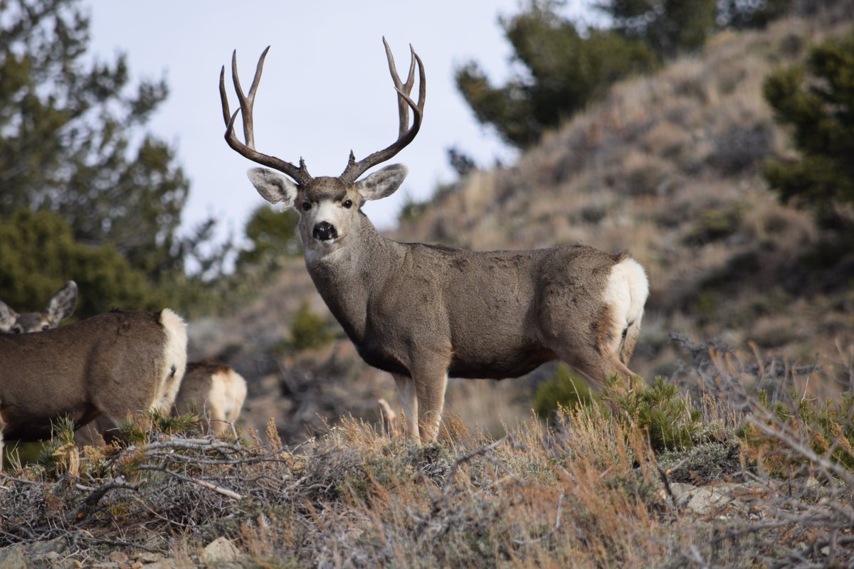 A buck deer standing on a dry hill looking at the camera.
