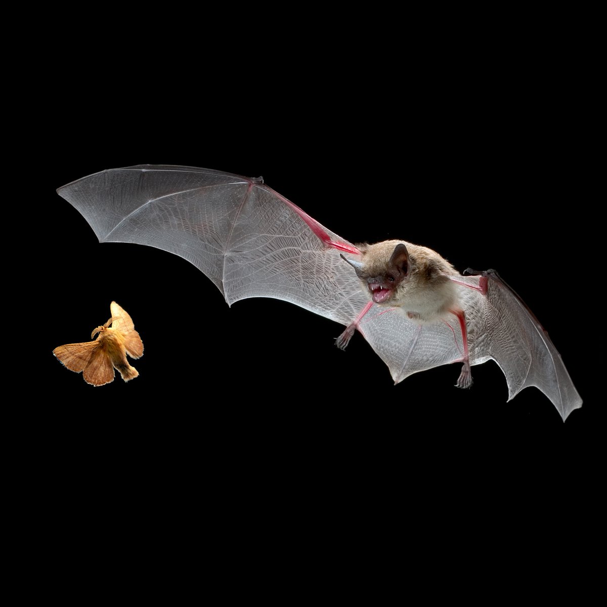 BatConIntl's tweet photo. If you were an insectivorous bat, which insect would you eat? 

🦇 little brown bat (𝘔𝘺𝘰𝘵𝘪𝘴 𝘭𝘶𝘤𝘪𝘧𝘶𝘨𝘶𝘴)
🦋 forest moth
📷 Michael Durham/Minden Pictures https://t.co/A5VQLvYQ27