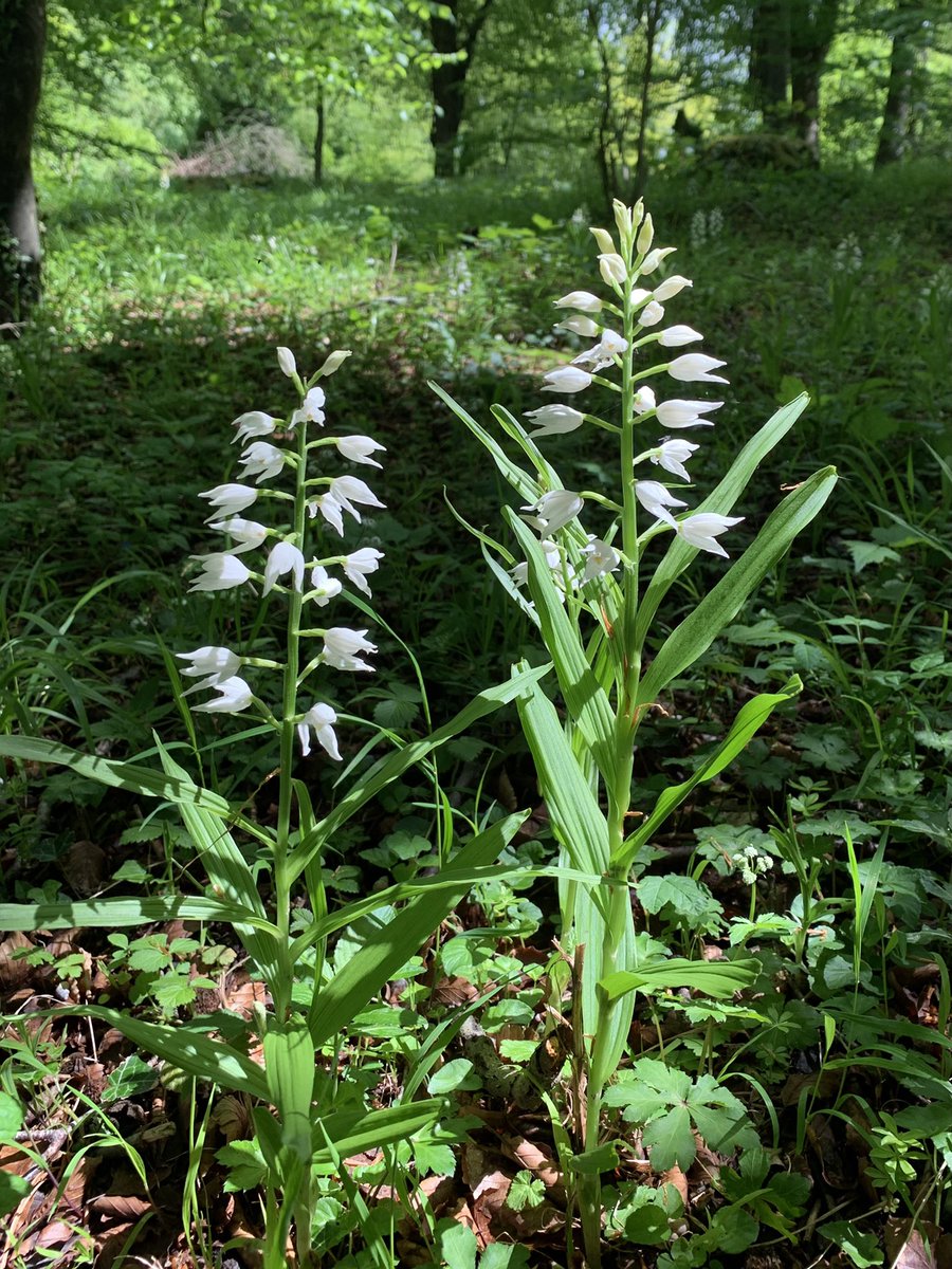 Sword Leaf Helleborine