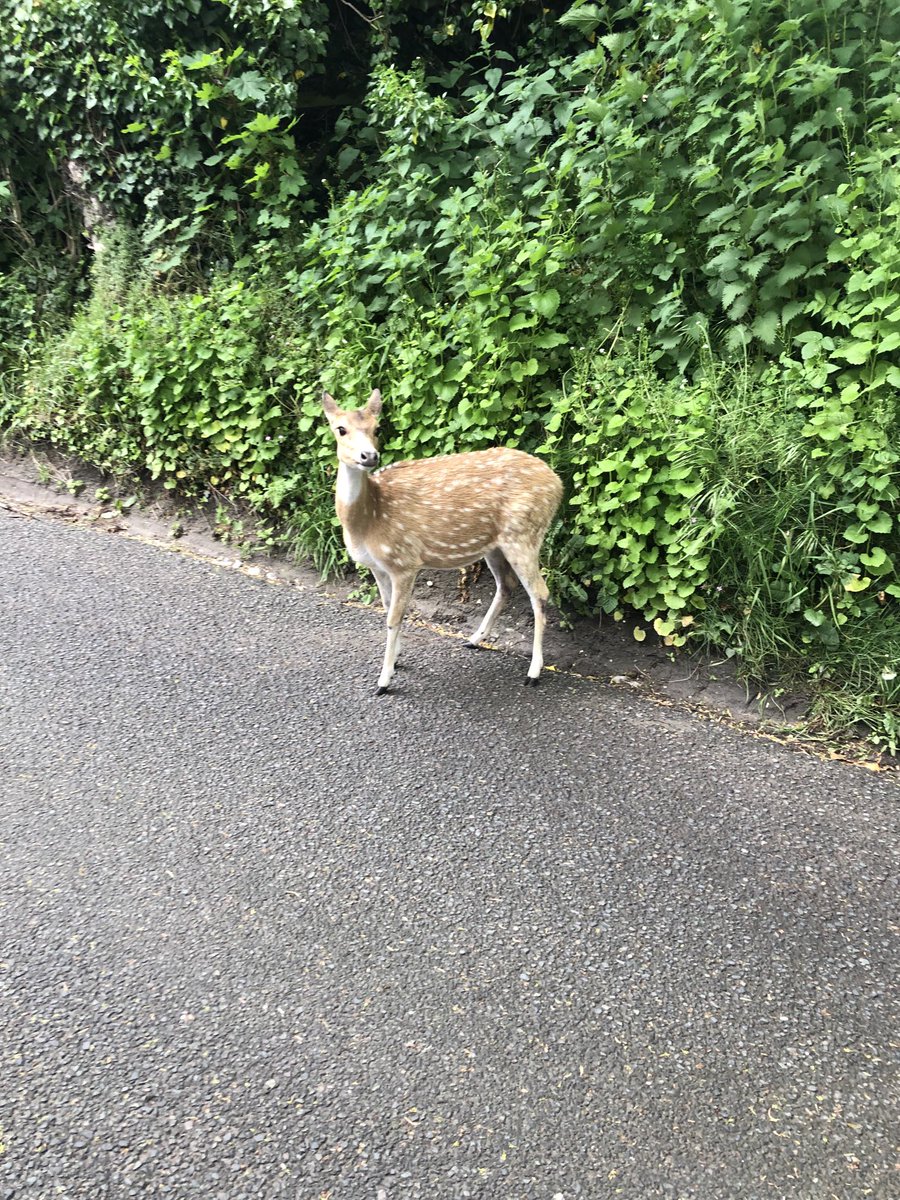 Stunning markings this little beaut look lost before it darted back into the hedge row this morning.
⁦<a href="/WiltsWildlife/">Wilts Wildlife Trust</a>⁩
⁦@BBCCountryfile⁩