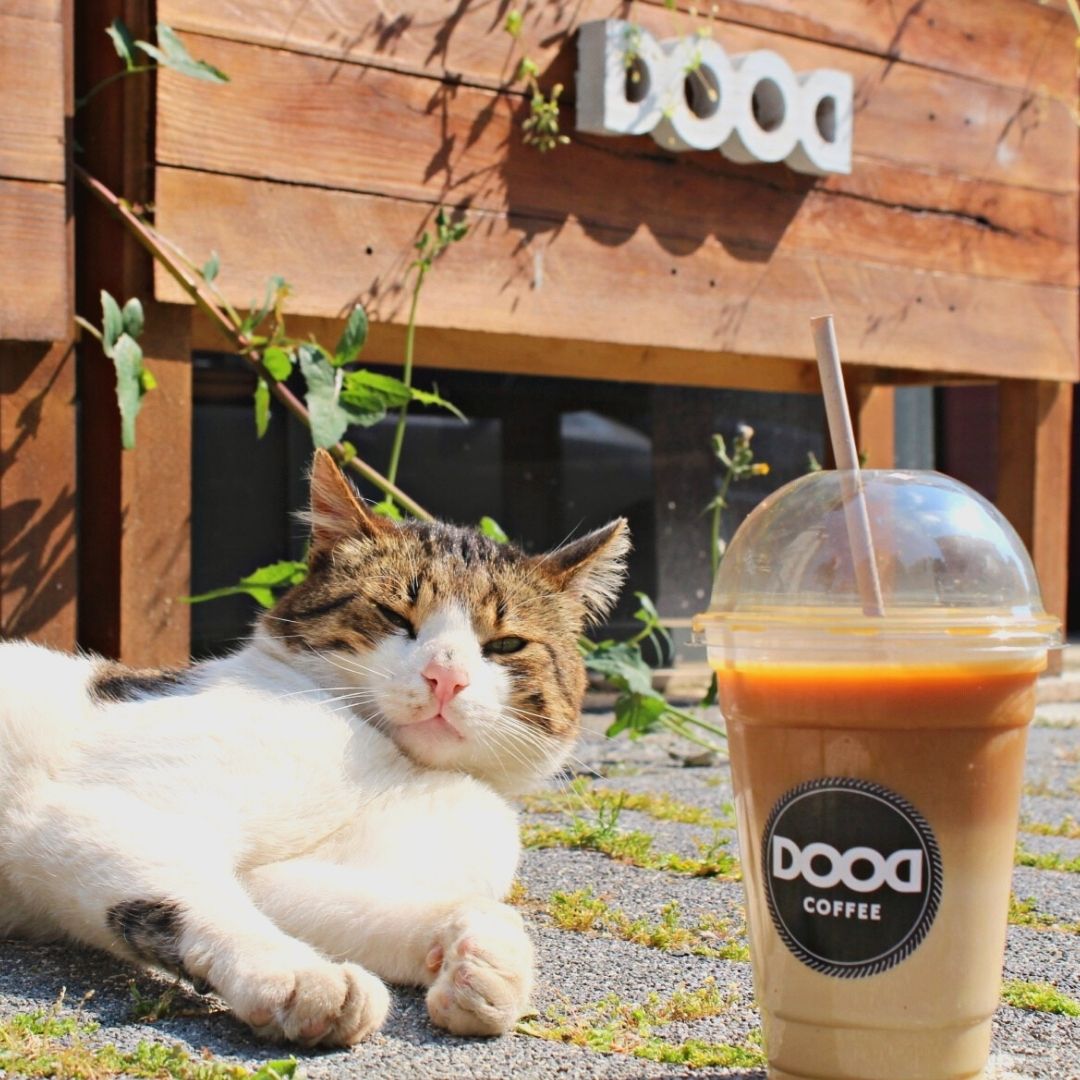doodcoffee's tweet photo. Dood coffee'de her zamanki gibi herkesin keyfi yerinde 🐱😋 https://t.co/1DGvNYNC3j