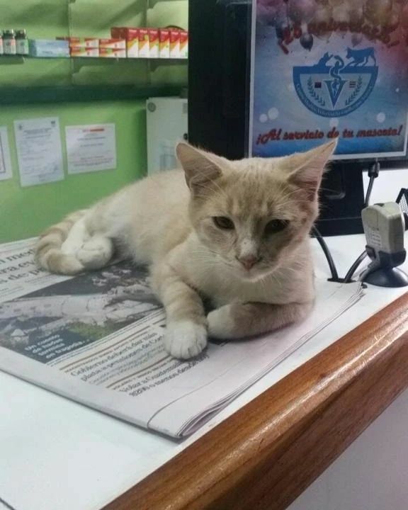 ChaiCatCR's tweet photo. Así me veía cuando llegué a mi familia 🐈

Ahora me siento todo un tigre 🐅🔥

Gracias @veterinaria_guillermo_araya_c por cuidarme mientras encontraba mi familia ❤️

  ⠀⠀⠀⠀⠀⠀⠀⠀⠀⠀⠀⠀   ⠀⠀⠀⠀⠀⠀⠀⠀⠀⠀⠀⠀ … https://t.co/jyH4Xt5nZV https://t.co/2OLQRVQeL7