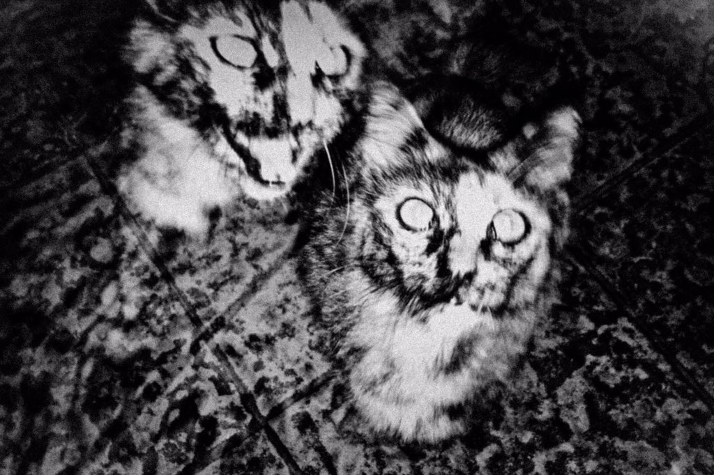 begyee's tweet photo. •twin cat
4 ed left | 1.5 tez 

https://t.co/dduveu9EH3
https://t.co/15y7rfRaaw https://t.co/rlPy7JCeNQ