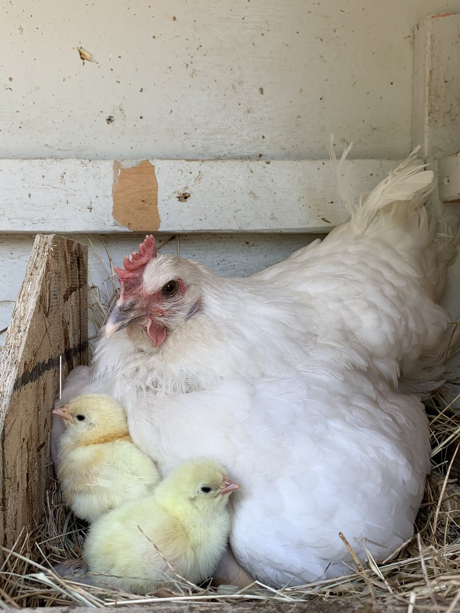 FatChickenFarm's tweet photo. https://t.co/poYscqWjh2