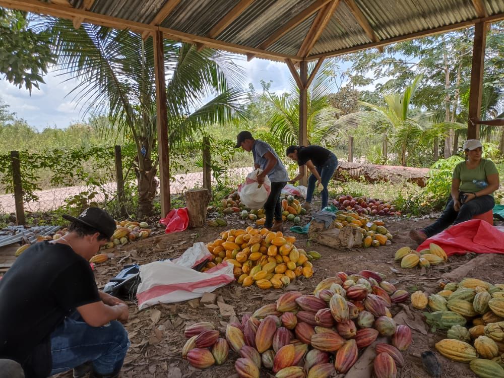 procacao's tweet photo. #PROCACAO acompaña a  cooperativas cacaoteras en el fortalecimiento de capacidades para el manejo de su producción. #COPESIUNA ha desarrollado un conjunto de talleres para el manejo del cacao en baba, garantizando una correcta  selección, manejo y entrega a los centros de acopio. https://t.co/M7kz1lCez2