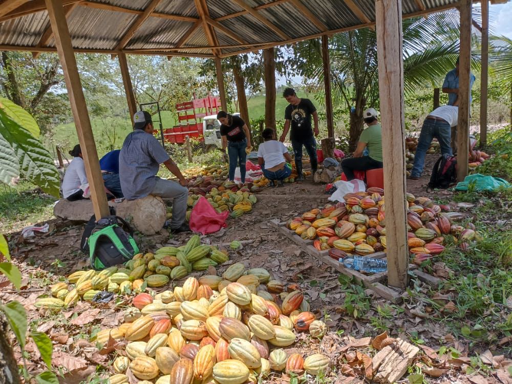 procacao's tweet photo. #PROCACAO acompaña a  cooperativas cacaoteras en el fortalecimiento de capacidades para el manejo de su producción. #COPESIUNA ha desarrollado un conjunto de talleres para el manejo del cacao en baba, garantizando una correcta  selección, manejo y entrega a los centros de acopio. https://t.co/M7kz1lCez2