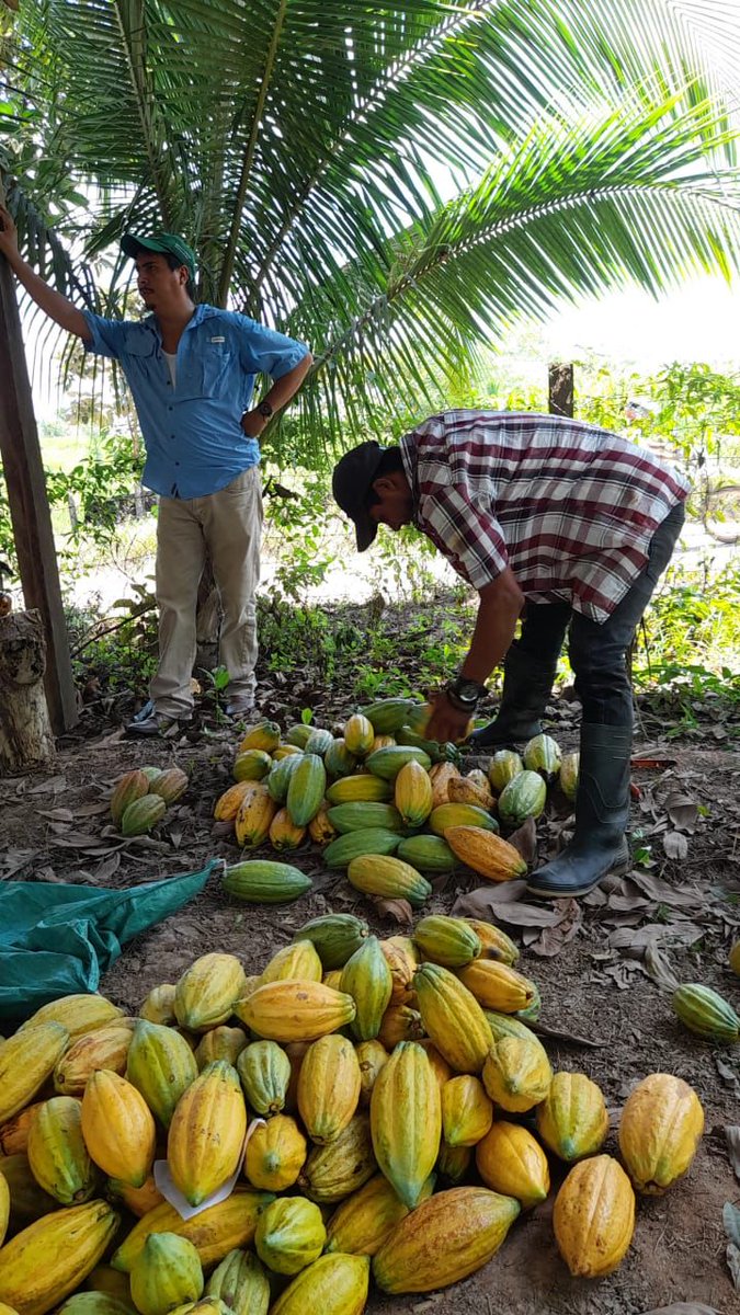 procacao's tweet photo. #PROCACAO acompaña a  cooperativas cacaoteras en el fortalecimiento de capacidades para el manejo de su producción. #COPESIUNA ha desarrollado un conjunto de talleres para el manejo del cacao en baba, garantizando una correcta  selección, manejo y entrega a los centros de acopio. https://t.co/M7kz1lCez2