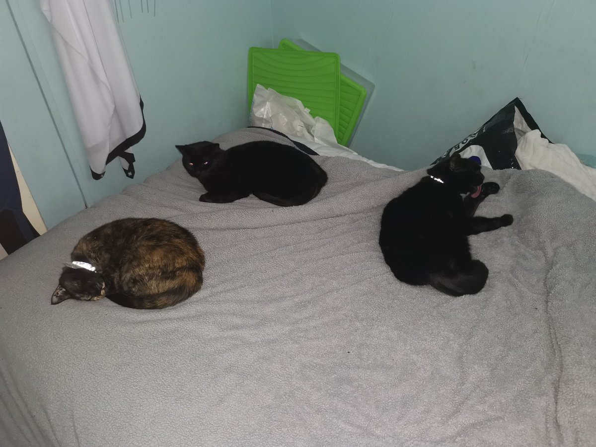 deputybec74's tweet photo. @Sh4zz4H @UHL_DIETITIANS Cats have a better time https://t.co/tyj10GpSzt