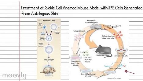 XapiensMIT's tweet photo. Lots of Longevity Scientists are using Yamanaka factors for the process of cellular rejunvination. But have you read the nobel-prize winning paper that took the world by storm? Now's your chance to learn how IPSCs became the baseline of so much biotech
 
https://t.co/8wpvo4imk7 https://t.co/JXCU4fSluC