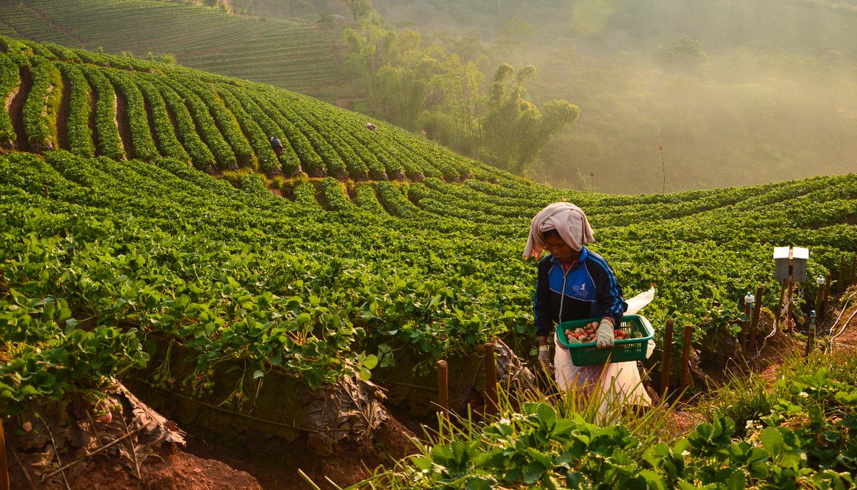 uncclearn's tweet photo. #Saviez-vous que les femmes représentent 43% de la main-d'œuvre agricole dans le monde ? (@FAO). 

Le rôle des femmes dans l'agriculture est très visible dans la conservation des semences, la culture et le maintien des variétés de cultures locales. 

➡️ https://t.co/ObK49lXQhm https://t.co/SZzQfsSgpD