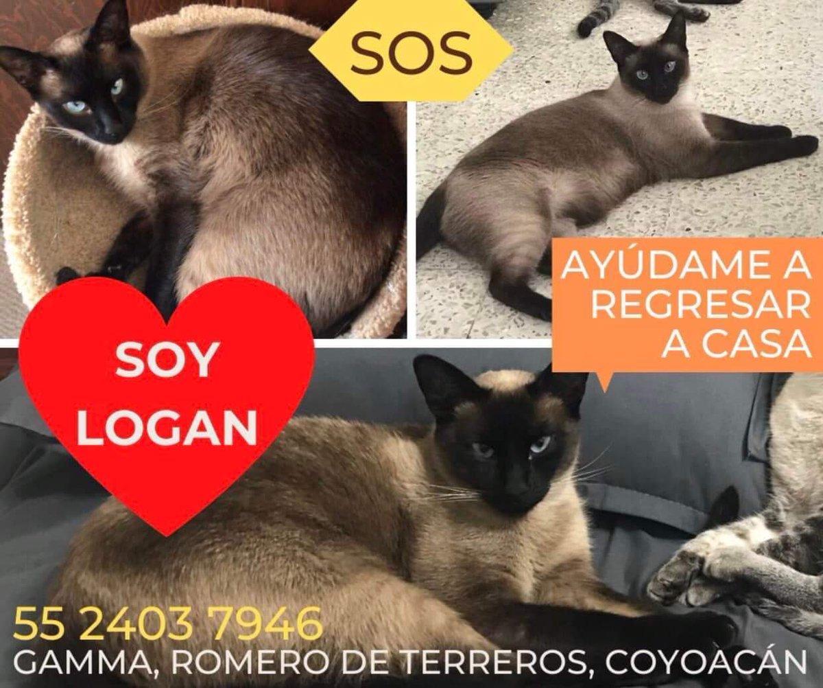 muppet_5's tweet photo. Favor de compartir para que Logan regrese con sus humanos. Gracias
@lausaysmeow
#cdmx #Coyoacán #RomerodeTerreros #perdido #SeBusca #gato #siames https://t.co/skXUXlJ27I