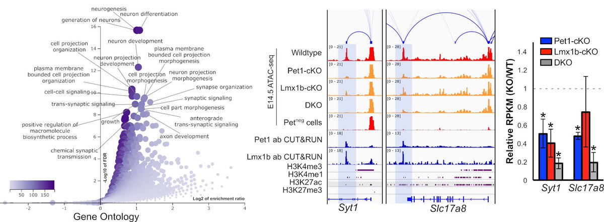 Deneris_lab's tweet photo. @eLife In doing so, Pet1/Lmx1b ensure that the acquisition of distinct neuron functional properties (e.g. transmitter synthesis, synapse formation) are developmentally coupled. Genetic perturbation of these proteins alters gene expression and disrupts the formation of 5HT connectivity. https://t.co/RLPPr5Y6V6
