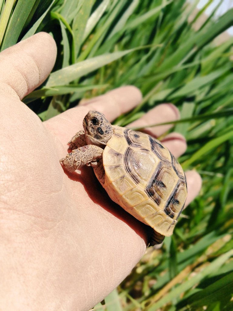 Nasırlı olan ellerim Di, kalbim değil...
Sen yanlış yere baktın...