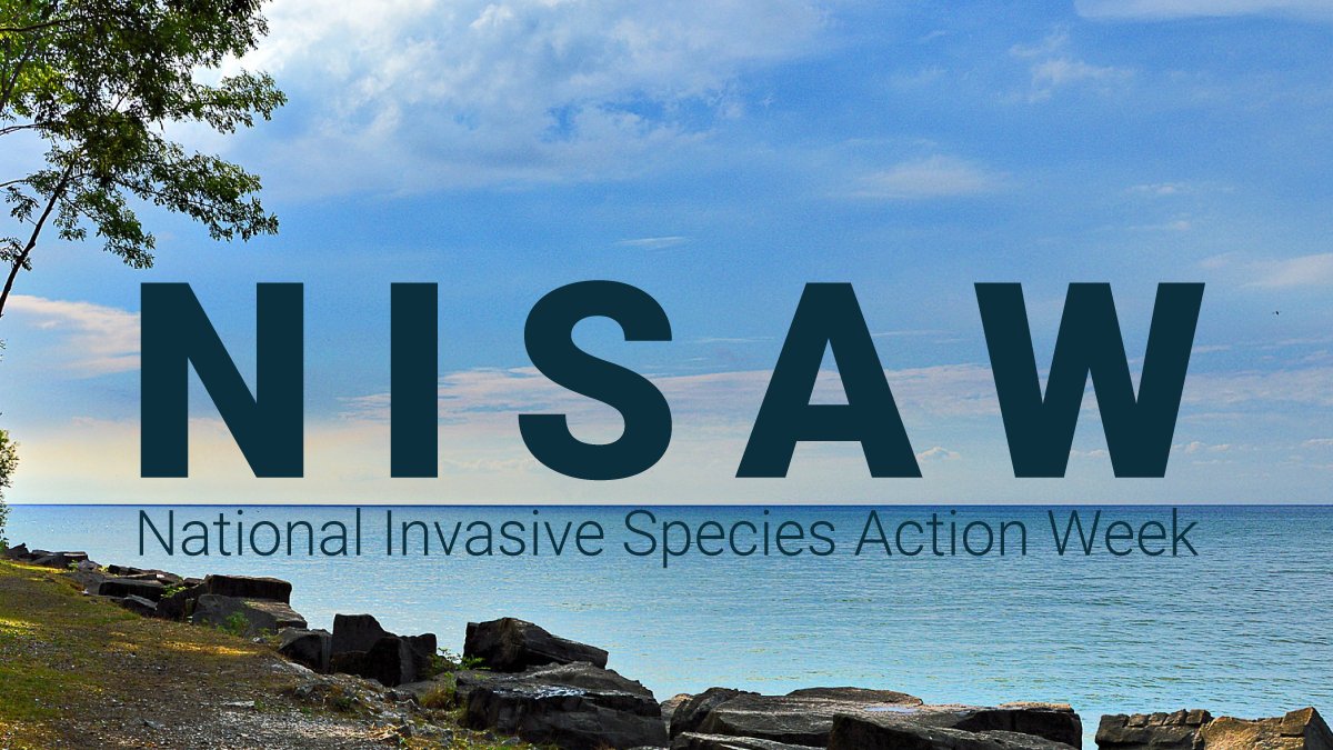 InvSp's tweet image. This week is National Invasive Species Action Week! Join the fight against invasive species and take action to protect our environment, economy and society. Visit our website to learn how:  bit.ly/3aA68uo and join the conversation using #NISAW