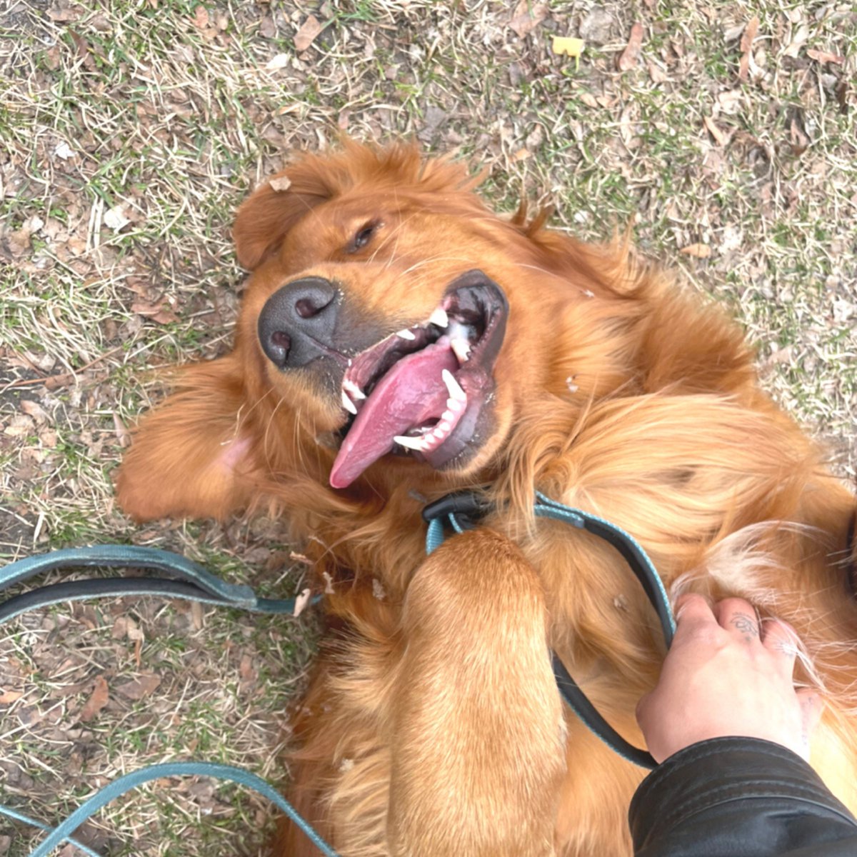 spotdogwalkers's tweet photo. Does your dog love belly rubs? Experts believe that dogs love petting and belly rubs because the stroking of their hair is linked to social grooming.
All belly rubs are of course included in every #SpotDogWalk! 🧡 Link in bio!
#spotdogwalkers #dogwalkingapp #petcare https://t.co/teXLfPLsYx