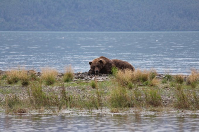 A bear lying down on a gravel patch with water in front and behind