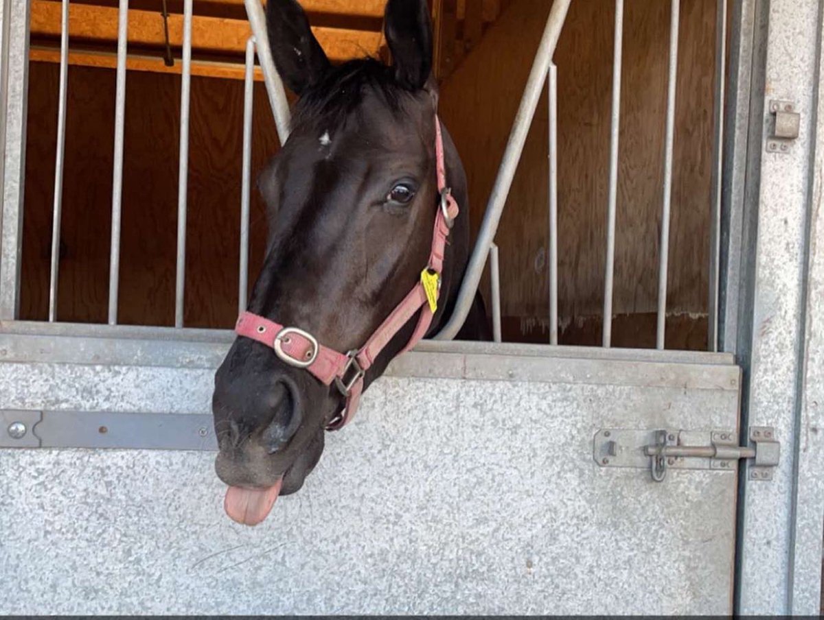 CanterB_Racing's tweet photo. 💥New purchase, delighted to get this smashing filly by Jack Hobbs. @GoffsUK she looks a hardy girl. Thanks @JerrymcGrath . Can’t wait to get started. 🏇🔹🔸 https://t.co/XUWD7PTda5