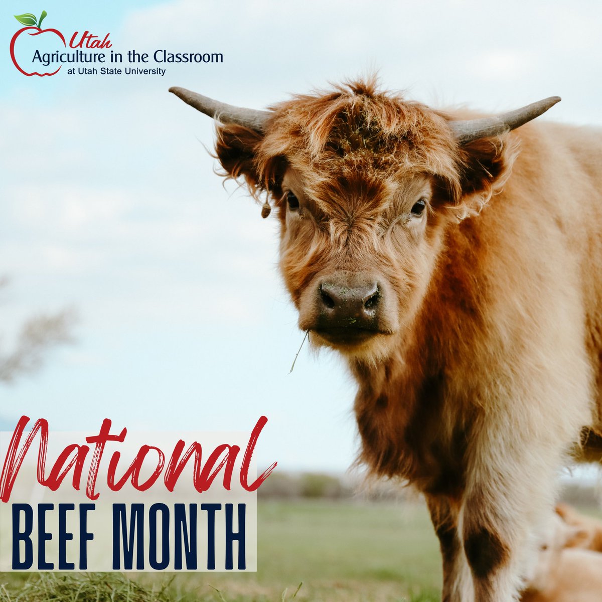 May is National Beef Month!

Celebrate with us by commenting your favorite beef/cow emoji below:

#EatBeef #NationalBeefMonth