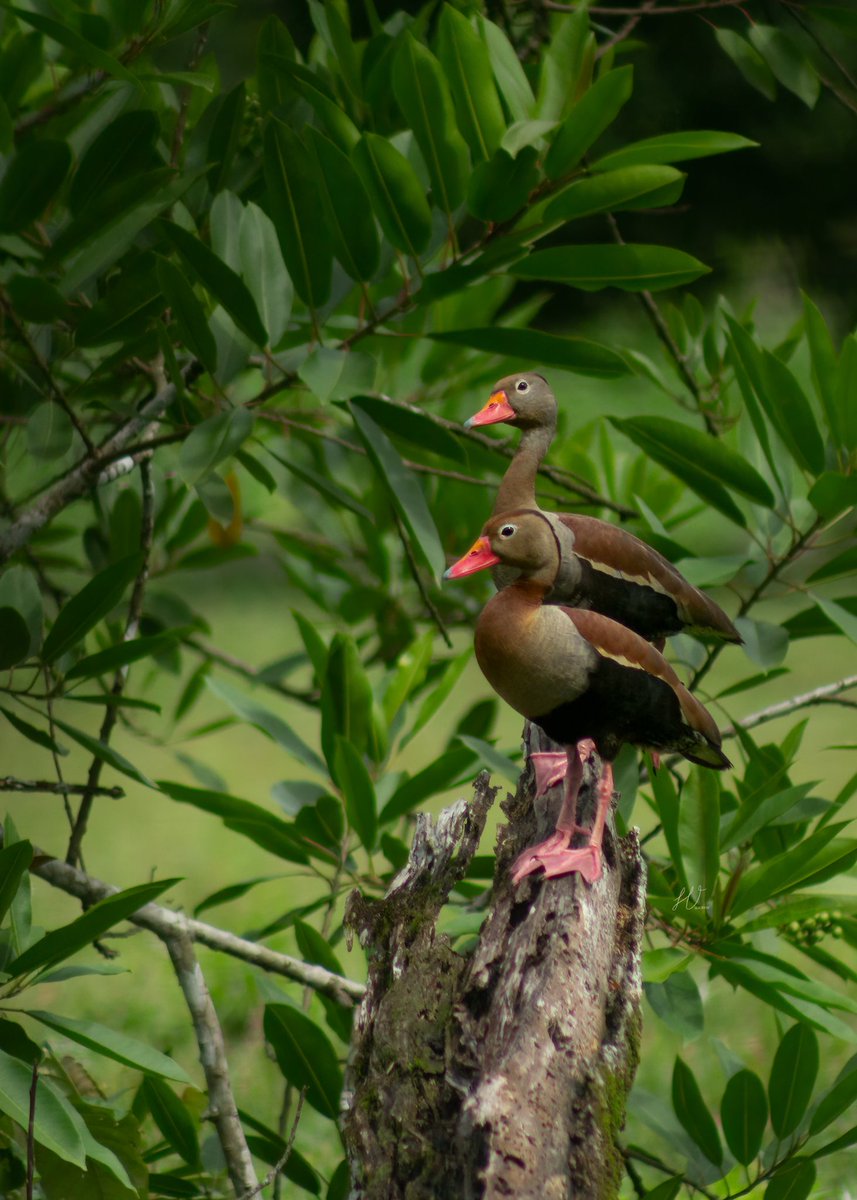 JCHV10's tweet photo. Este fin de semana participé en el #GBDMeta y confirmé mis fascinación por todas las aves. Me siento feliz de compartirles a dos patos Jililí que me encontré ese día.
🇬🇧 Black-bellied whistling duck
📖Dendrocygna autumnalis
#SomosLaRutaNatural
#LasAvesNosUnen
#GBDColombia https://t.co/gamoIuanwA