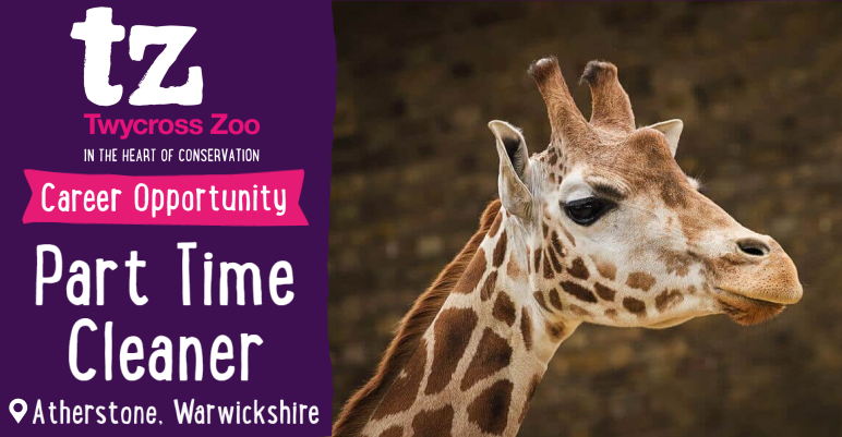 TwycrossZoo's tweet photo. Come and join our amazing team…where else could you watch Great Apes &amp; Giraffes on your lunch break?!

Perm contract on offer, working 22 hours over 3 days per week.

https://t.co/2oBlvvls8n

#JobsinZoos #TwycrossZoo #CleaningJobs #Atherstone https://t.co/hWB5MneTAA
