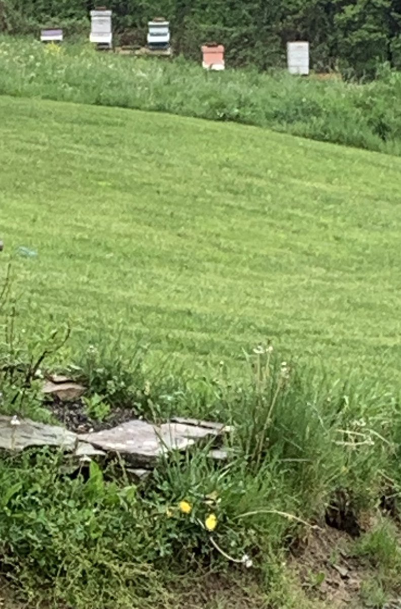 Yellow chickadee mates down at the bottom 😄