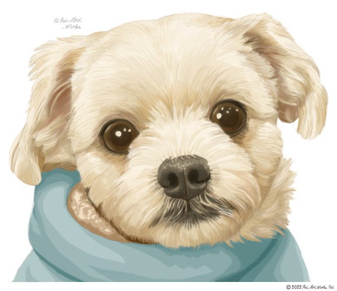 マルチーズのtwitterイラスト検索結果