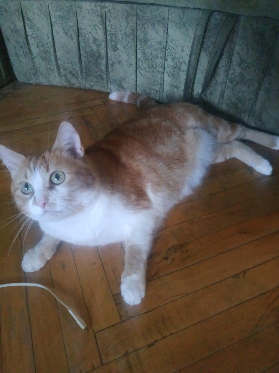 #Харьков
Хозяин умер от сердечного приступа во время артобстрелов. Малыш целыми днями находится один. Срочно мамупапу. 
Контакт: новые дома т.0508248016.