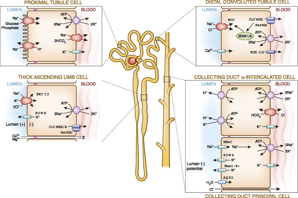 CJASN (@CJASN) on Twitter photo 2022-05-16 17:00:02 Inherited tubulopathies are characterized by impaired function of one or more of transport molecules. This Review discusses the genetic aspects of tubulopathies & how genetic investigations and kidney physiology have crossfertilized each other bit.ly/CJN14481119 @CamyLG86 Inherited tubulopathies are characterized by impaired function of one or more of transport molecules. This Review discusses the genetic aspects of tubulopathies & how genetic investigations and kidney physiology have crossfertilized each other bit.ly/CJN14481119 @CamyLG86