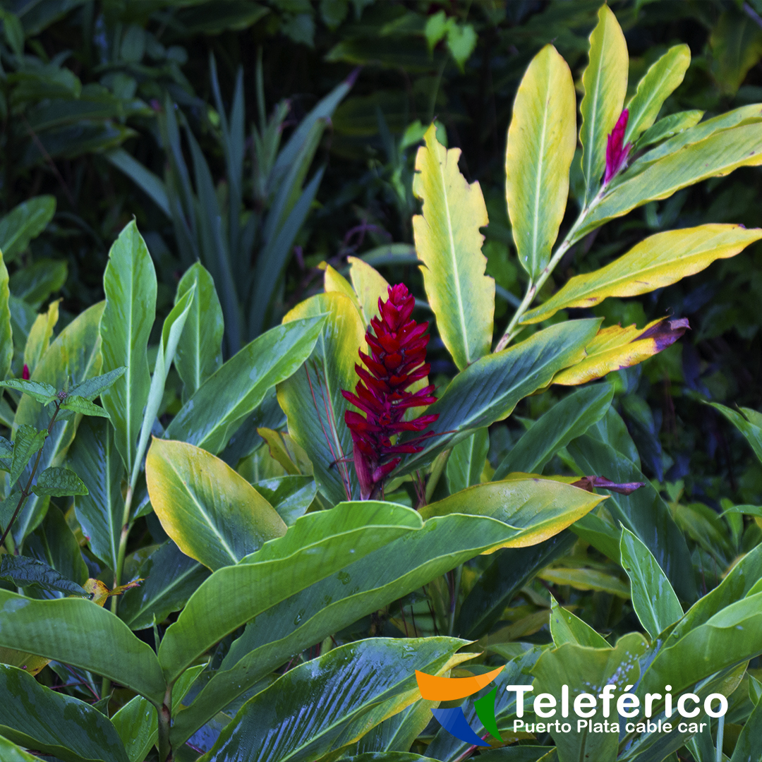 🚡🌳 🌺 🌸🌳🚡

Esta es Alpinia purpurata. El nombre de purpurata significa “de color púrpura”. Esta es una de las muchas especies de plantas que se encuentran en el Teleférico de Puerto Plata

¡𝘼𝙗𝙞𝙚𝙧𝙩𝙤 𝙔𝘼! | 𝙊𝙥𝙚𝙣 𝙉𝙊𝙒!