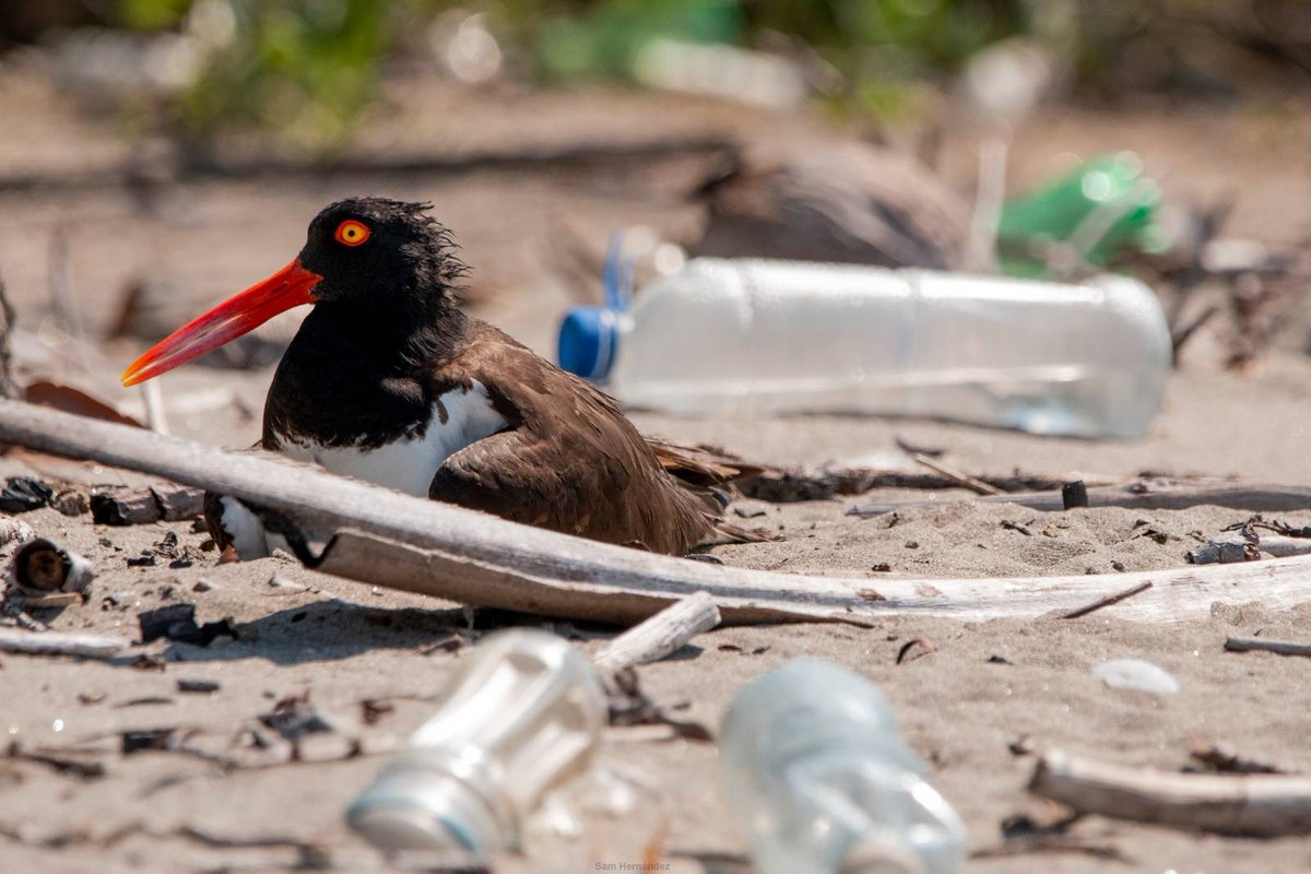 #PlásticosSinControl | Los plásticos han inundado la bahía de Jiquilisco, en Usulután. Ahí una ejemplar de Ostrero americano, especie en peligro de extinción, anida rodeada de botellas de PET.

Foto: <a href="/Spizaetus_T/">Sam 🦕</a> 

Busca más aquí👇
mala-yerba.com/el-plastico-nu…