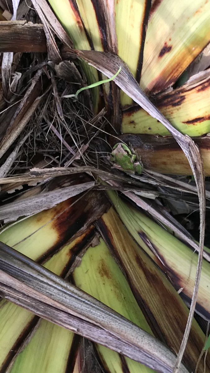 Takurua2's tweet photo. In fact, it is not easy being green…
#Frog #GreenEasy #EasyGreen? G’Ezy? https://t.co/9VMXHC5VLY