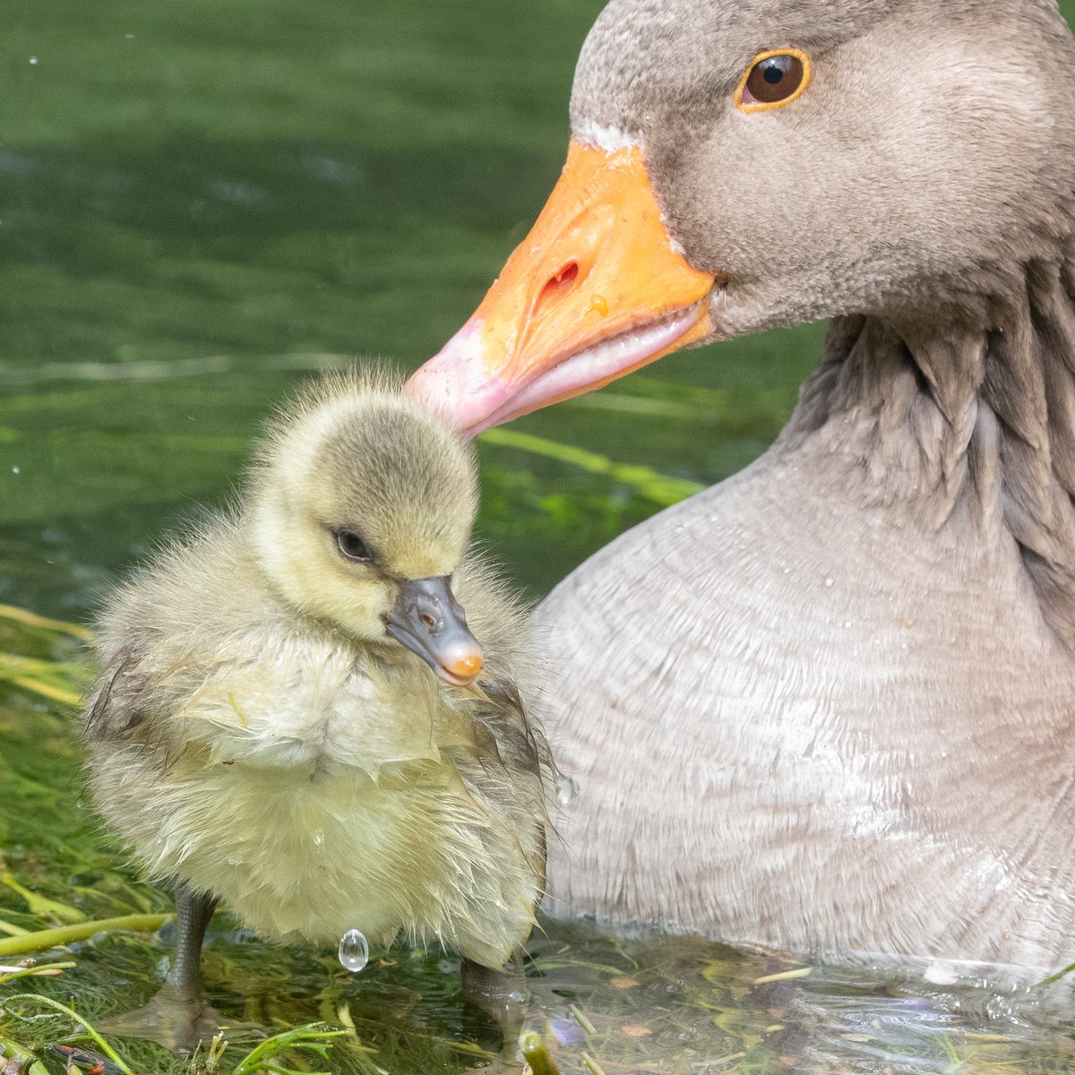 theaimlesslens's tweet photo. Cute moment at Woodmill. #southampton #riveritchen #woodmill #gosling #nature #NaturePhotography #wildlife #wildlifephotography https://t.co/SWXAeydX2J
