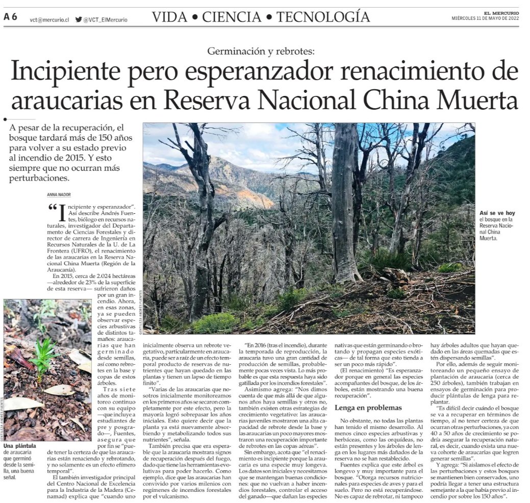 anfueram's tweet photo. Así es -- esperanzador es el renacimiento de la RN China Muerta luego del catastrófico incendio de 2015. Agradecer el apoyo y colaboración de colegas, estudiantes y @AnidInforma para llevar adelante esta investigación por ya 7 años -- seguiremos adelante para conocer aún más!!! https://t.co/nI2U7SNQsX