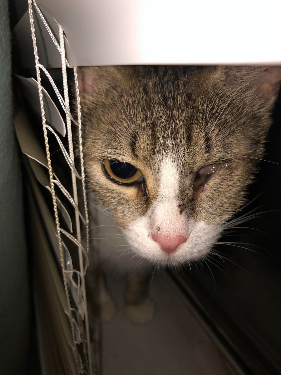diagnosishorror's tweet photo. Here's the stray mommy cat who had kittens at my place. She's part of the family now. Her nickname is One Eye Willie short for Wilhelmina but we normally just call her Mina.. she's puuuuuuurrrdy #horror #CatsOfTwitter #HorrorCommunity #kittens https://t.co/QKs5FKWDZ0