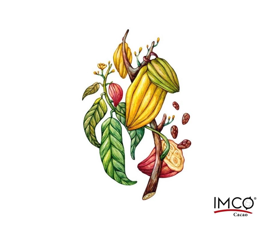 imcocacao's tweet photo. Es un grano proveniente del árbol Theobroma y ha sido consumido desde los años 460 a.C. Sus usos medicinales tienen origen en Mesoamérica, donde fue consumido por los pueblos indígenas y se difundió a Europa a mediados del año 1500 https://t.co/0qashkRgCk