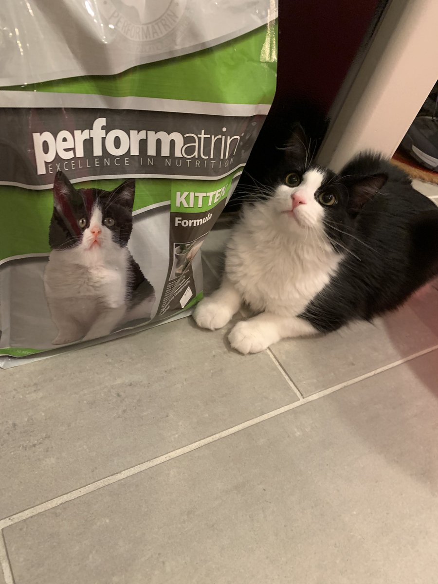 fernanda_fatio's tweet photo. When you buy your #performatrin cat food at @petvalu and apparently your cat is the model used in the package ๐ https://t.co/npZYQOcQ5l
