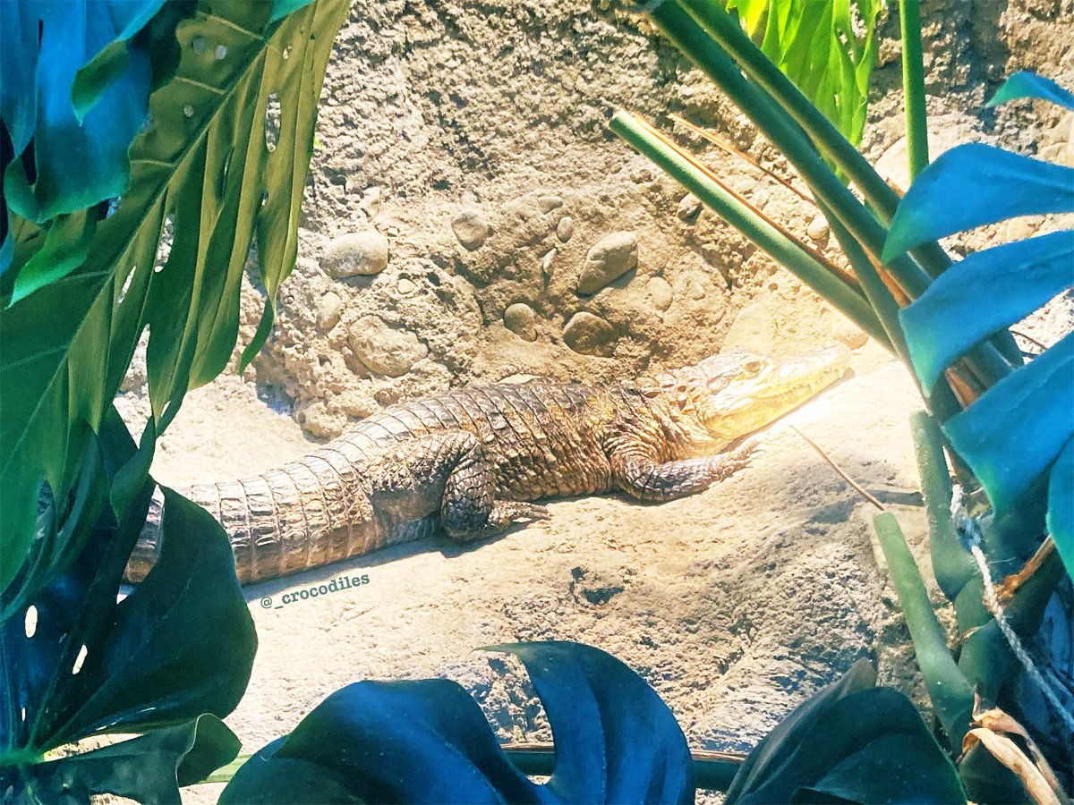 “No, it’s not a statue.”

Wishing you a week where you can conserve energy and enjoy some sun. 

#spectacledcaiman