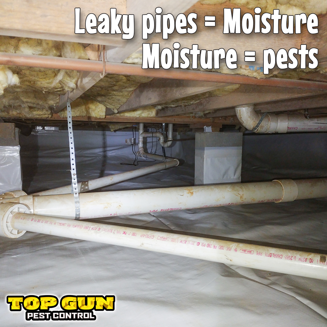 Top_Gun_Pest's tweet photo. Even a SMALL drip 💧 can cause HUGE problems. 🏚

Let us do an inspection on your crawl space to see if a moisture barrier or dehumidifier would serve you well! ✅ Call us at (256) 234-7375 today. https://t.co/35Gyc49gLY
