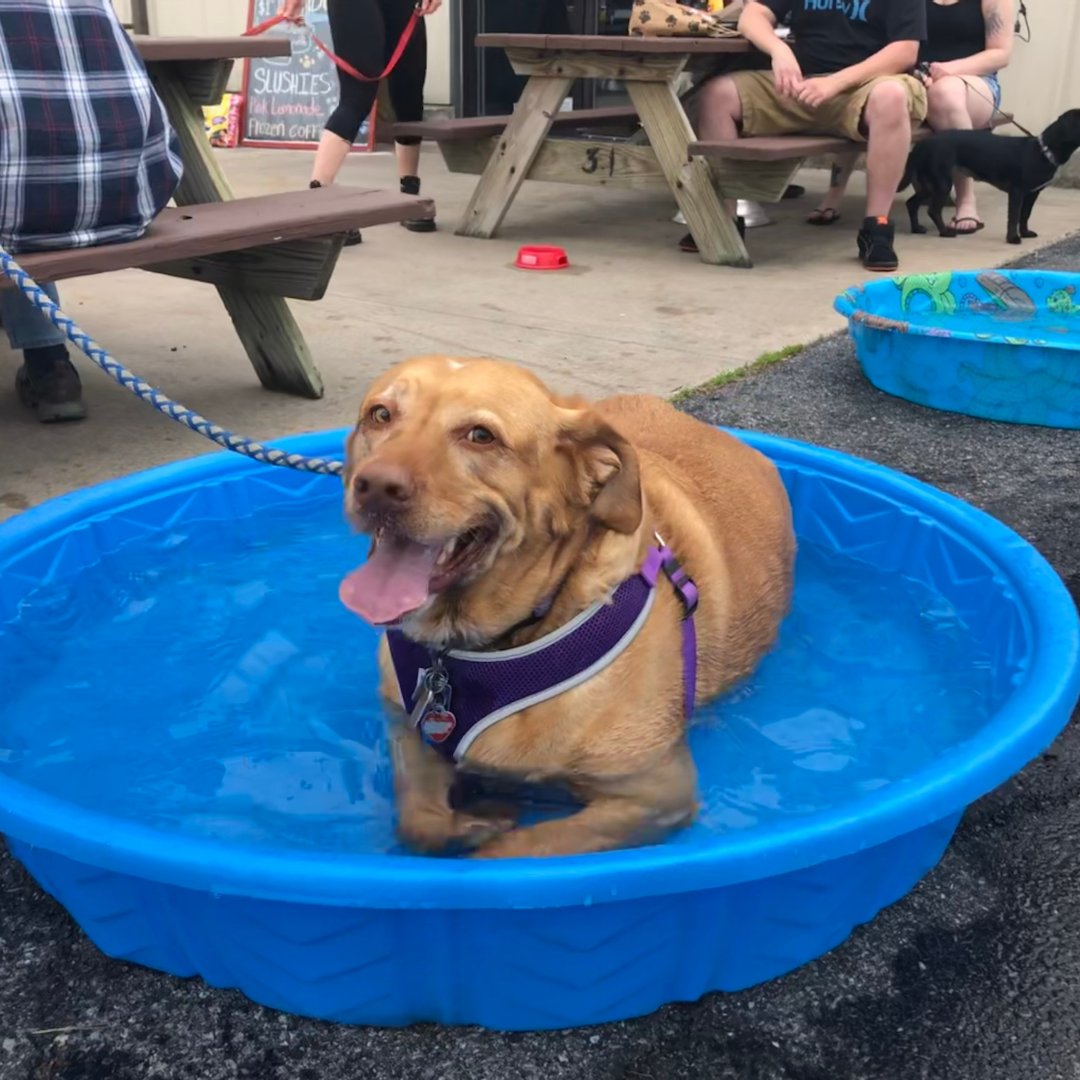 humane_penn's tweet photo. A special "thank you" to @wackerbrewingco
for hosting an amazing mini Pints for Pups event over
the weekend &amp; to all who came out in support of animals in need! 

Next stop? mini Pints for Pups: @pourmansbrewingco!

We'll see you there with your Pawsport! 

#miniPintsForPups https://t.co/golfYewmPi