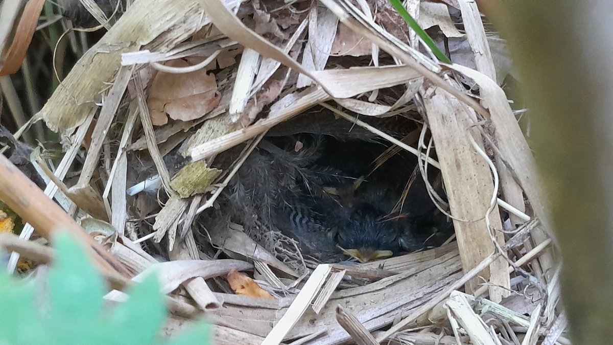ErikKleyheeg's tweet photo. These Chiffchaff nestlings in our backyard are halfway between hatching and fledging. Only one of many birds species for which we have very little (recent) nest monitoring data in the Netherlands. @Sovon #AviNest https://t.co/wqGcEsHsSq