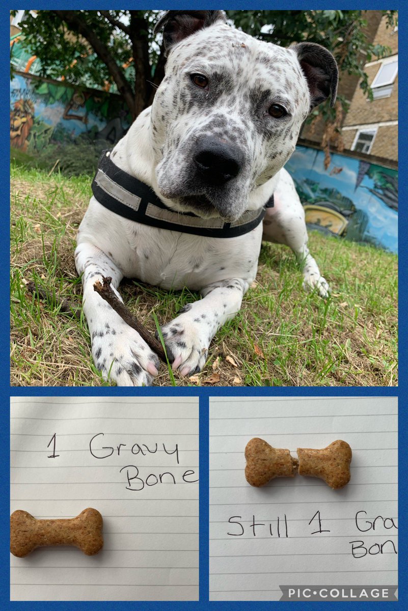 syd_akaYog's tweet photo. #BARK Dis be a serious bit of business it’s a very impawtent law I’m passing as #PODT our hoomans are trying to trick us wiv der treats by breaking dem in half so me has put a diagram up We insist on a Full treats #dogsoftwitter https://t.co/2NBZXUkH4D