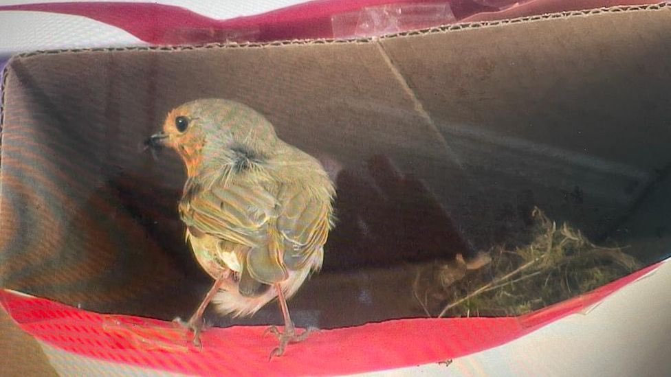 Ceridwen Eccles tweet media