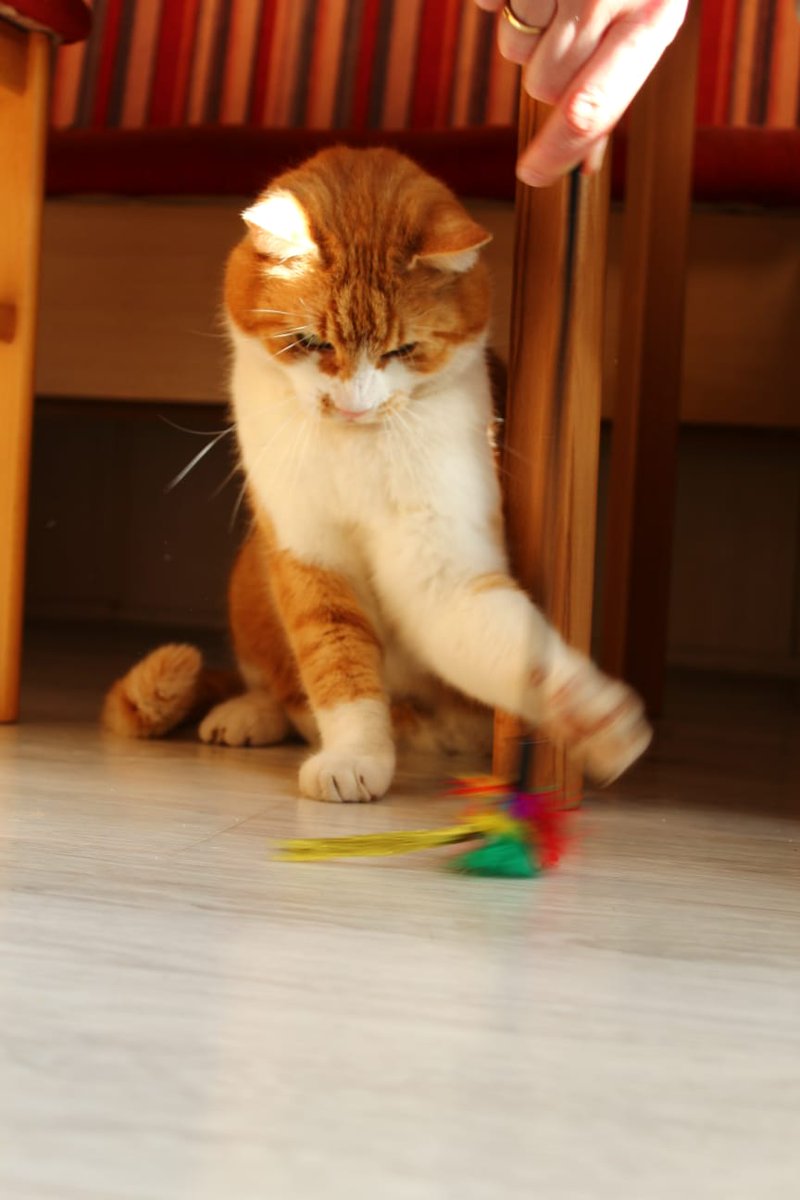 Katrin91Cat's tweet photo. @Vlesk https://t.co/kKG1NMikEj